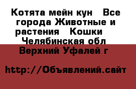 Котята мейн кун - Все города Животные и растения » Кошки   . Челябинская обл.,Верхний Уфалей г.